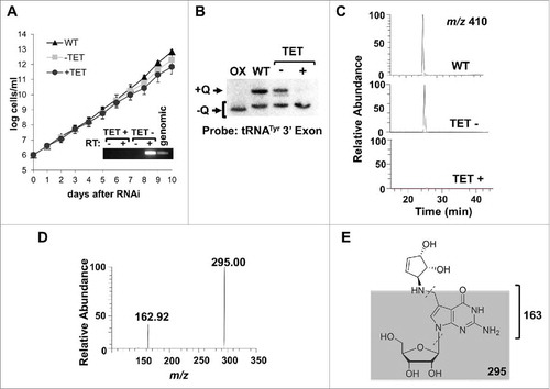 Figure 2. TbTGT is necessary for queuosine formation. A. A growth curve of T. brucei cells where TbTGT expression has been knockdown by RNAi (TET+) compared to wild-type cells or an uninduced control (TET-). The inset shows the reduction in TbTGT levels as determined by reverse transcription PCR (RT-PCR), where RT- refers to a control for DNA contamination where reverse transcriptase was left out of the reaction and RT+ refers to reaction to which reverse transcriptase was added prior to PCR. “Genomic” refers to a DNA positive control for PCR. B. APB-gel Northern hybridization showing the effect of RNAi knockdown of TbTGT on the queuosine content of tRNATyr. Oxidixed RNA was used as a negative control (OX). C. Extracted ion chromatogram for Q 410 m/z comparing samples from TbTGT RNAi induced (TET+) and uninduced (TET-) conditions to total wild type RNA (WT). A peak corresponding to m/z of 410 is not detectable in the RNAi-induced sample. D. Collision induced dissociation of the ion in C (410 m/z) reveals a characteristic fragmentation pattern of Queuosine. E. The neutral loss of C-N bond gives an m/z of 295; glycosidic bond breakage then yields the ion 163.