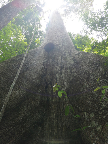 Figure 6. Sumaúma tree in Flona Tapajós conservation unit.