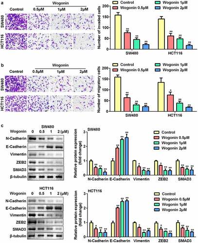 Figure 2. Effects of wogonin on metastasis and protein expression of EMT-related genes of CC cells.