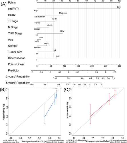 Figure 3 The nomogram was constructed based on circPVT1 expression and clinical characteristics. The alignment diagram of nomogram for predicting OS (A). The efficiency of the nomogram for the 3-year (B) or 5-year survival (C).