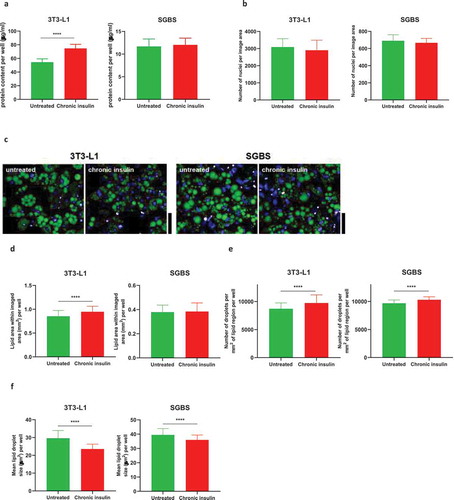 Figure 2. Adipocyte number and lipid accumulation following chronic insulin stimulation. (a) Total protein content per well from lysates of 3T3-L1 and SGBS obtained from 96-well plates (n ≥ 12 per condition). (b) Total nuclei number per image area in 3T3-L1 and SGBS. (c) Images of untreated and insulin-treated 3T3-L1 and SGBS mature adipocytes stained for lipid droplets with LipidTox (green) and nuclei with Hoescht (blue). Red boundary indicates areas segmented as differentiated adipocytes. Scale bar is 40 µm. (d) Area of lipid coverage within each imaging region (total area 2.2 mm2) per well for untreated and insulin treated 3T3-L1 and SGBS. (e) Number of lipid droplets per mm2 of differentiated adipocyte area per well for untreated and insulin treated 3T3-L1 and SGBS. (f) Mean size of lipid droplets for untreated and insulin treated 3T3-L1 and SGBS. Data representative of n = 3 experiments. **** indicates p < 0.001