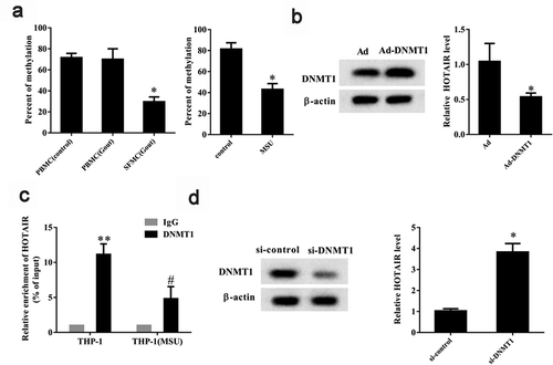 Figure 3. DNA methylation regulated lncRNA HOTAIR expression. A. The percent of methylation was detected in PBMC (control), PBMC (Gout), and SFMC (Gout) groups by methylation-specific PCR. Compared with the control group, the percent of methylation was low in the MSU group. *P< 0.05, compared with PBMC (control), PBMC (Gout), or control. B.THP-1 cells stimulated with MSU crystals were transfected with Ad-DNMT1 (DNA methyltransferase) or adenovirus (Ad). Western blot showed that the DNMT1 protein level was up-regulated in the Ad-DNMT1 group than the Ad group. qRT-PCR showed that lncRNA HOTAIR expression was down-regulated in the Ad-DNMT1 group than the Ad group. *P< 0.05, compared with Ad. C. ChIP assay showed that the recruitment of DNMT1 to lncRNA HOTAIR promoter decreased in the THP-1 (MSU) group than the THP-1 group. **P< 0.01, compared with IgG in THP-1 group; #P< 0.05, compared with DNMT1 in THP-1 group. D. THP-1 cells were transfected with si-DNMT1 or si-control. DNMT1 protein level was down-regulated in the si-DNMT1 group than the si-control group. LncRNA HOTAIR expression was up-regulated in the si-DNMT1 group than the si-control group. *P< 0.05, compared with si-control. Data are pooled from three individual experiments