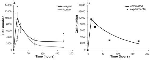Figure 6 Total number of captured cells in the measured area with (black) and without (grey) a magnet versus time (in hours) (A). Calculated (curve) and experimental (filled squares) time dependencies of the magnetically captured cells influenced by both physical and biological factors (B).
