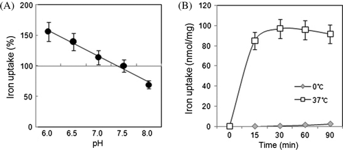 Figure 2.  The pH and temperature effect on iron uptake. Mitochondrial iron uptake at pH 7.5 was compared to that in buffers with different pH levels (A). Incubation at 0°C (gray diamonds) and 37°C (open squares) affected iron uptake (B). Averaged data from four independent experiments are shown.