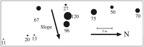 FIGURE 2. The arrangement of trees (filled circles) within an establishment-phase tree-limit ribbon and their calculated stem age; the scale is only for distance, tree girths are exaggerated but are correct relative to one another.