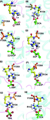 Figure 9. Interacting residues of DehD Y135A mutant with other halogenated substrates. DehD Y135A mutant bonded to: (A) 2,2-dibromoacetate (DBA); (B) 2,2-dichloroacetate (DCA); (C) 2,2-dichloropropionate (2,2-DCP); (D) 3-chloropropionate (3CP); (E) (2R)-2-bromopropionate (L-2BP); (F) (2S)-2-chloropropionate (L-2CP); (G) 2,2,2-tribromoacetate (TBA); and (H) 2,2,2-trichloroacetate (TCA). The intermolecular hydrogen bonding is in magenta dashes measured in angstrom (Å). (Colour version available online at: www.tandfonline.com/tbeq)