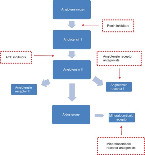 Figure 1 RAAS blocking agents and sites of action.