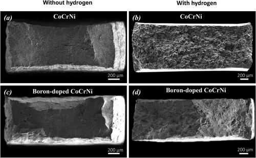 Figure A1. Overall fracture surfaces of the (a and b) CrCoNi and (c and d) boron-doped CrCoNi alloys with and without the presence of hydrogen.