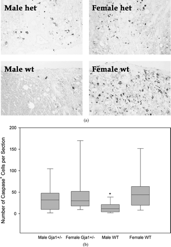 Figure 7 (a) Male wild-type mice had the fewest caspase-positive cells. (b) Active caspase immunolabeling was detected in all lesion areas, with increased expression in larger lesions, and the male WT mice having the least expression (a) and the female mice of both genotypes having the most variability (ANOVA on ranks, p < 0.001, Dunn's Method, p < 0.050). Caspase was correlated with lesion area (correlation coefficient = 0.702, p < 0.001), data not shown.