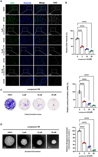 Figure 5. compound 19f inhibits the proliferation of TNBC cells. (A) BT-549 cells were treated with 5, 10, and 20 μM compound 19f for 48h, the newly synthesised DNA was detected using EdU-488, the nuclei were labelled with Hoechst 33258. Scale bar = 200 μm. (B) Relative EdU-488 intensity was quantified with Image J, and the mean intensity value of the control group was 100%. ****, p < 0.0001. (C) Colony formation assays were used to detect the Long-term cell proliferation ability after compound 19f treatment. Relative colony formation ability was quantified with Image J, and the mean value of the control group was 100%. ****p < 0.0001, compared with the control group. (D) 3D spherical plates were used to investigate the effect of compounds on the formation of cell spheres. Relative 3D cell spheres diameter was quantified with Image J, and the mean value of the control group was 100%. ****p < 0.0001, compared with the control group.