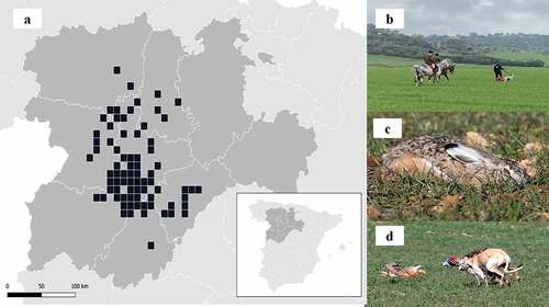 Figure 1. a) Map of Castilla y León, showing the 10 km × 10 km grids where hunting grounds were located; b) hunters, greyhounds and observers on horseback; c) an Iberian hare in a “resting place” within a cereal field; d) greyhounds chasing a hare.