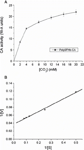 Figure 8. (A) Plot illustrating the Michaelis-Menten equation for PolySFHb-CA. (B) Lineweaver-Burk plot for PolySFHb-CA.