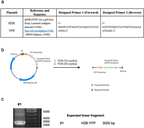 Scheme 1. p-DNA to l-DNA transformation. (a) PCR components and primer sequence design. (b) Diagram of the experimental procedure. (c) Agarose gel characterization of the synthesized l-DNA.