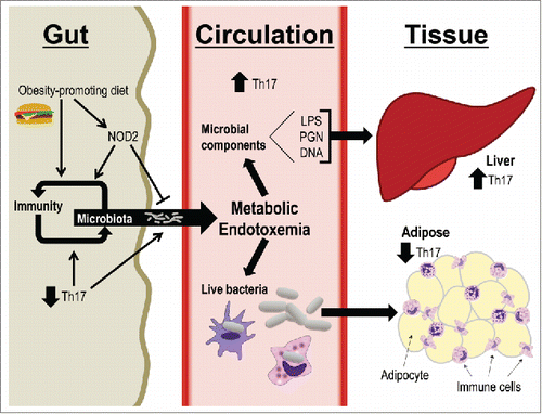 Figure 4. Diet, host genotype, and microbes link compartmentalized Th17 immunity. A proposed model indicating how dietary factors, host genetics, and microbiota connect gut immunity to metabolic tissue inflammation. An obesity-promoting diet alters the balance between gut immunity and microbiota composition, and defective NOD2 worsens these effects. This environment is characterized by decreased Th17 immune responses that contribute to bacterial cell and component evasion of the gut mucosal barrier and dissemination into host circulation. Destinations for gut bacterial products include tissues such as adipose and liver, which in turn experience increased metabolic inflammation and subsequent impaired insulin sensitivity.