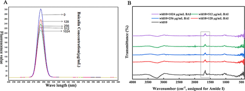 Figure 6 Effect of BAI on LuxS protein conformation as determined by (A) fluorescence spectroscopy and (B) Fourier analysis.