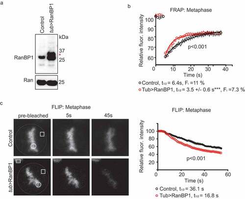 Figure 2. Over-expression of RanBP1 increases RCC1 dynamics on chromatin during metaphase. (a) Western blotting with anti-RanBP1 antibodies of parental HCT116 cells (left lane) and cells in which RanBP1 is over-expressed by using endogenous alpha-tubulin promoter (tub>RanBP1, right lane). Ran is shown as a loading control (lower panel). (b) FRAP analysis of cells overexpressing RanBP1 (red). The graph representing dynamics of RCC1 in parental cells (black) is the same as shown in Figure 1b). (c) Fluorescence Loss in Photobleaching (FLIP) analysis of cells, as in (B). White dash line outlines the mitotic cell, white square indicates the bleached region and white circle indicates the ROI. Yellow square denotes the position of control ROI in neighboring interphase cell, used for measuring nonspecific loss of fluorescence during experiment (Fc). Results are expressed as an average ± SEM from a total of 12 measurements recorded from 3–4 independent experiments. p < 0.001 (F test).