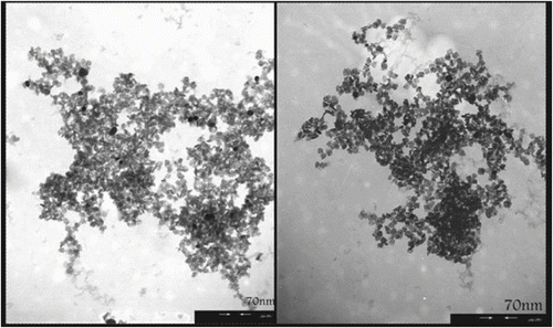 Figure 1 Transmission electron micrograph showing a titanium dioxide NPs (gray structure) together with numerous supported silver NPs (dark spots).