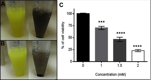 Figure S1 The study of the Qu and QNPs solubility and H2O2 cytotoxicity. (A) The comparison of Qu and QNPs solubility as soon as dissolved in water; and (B) three minutes after dissolution; shows that conjugation of Qu to DNPs couldn’t increase its solubility. (C) The MTT assay results of incubating PC12 cells with different concentrations of H2O2 for 2 h indicates the dose-dependently cytotoxicity of H2O2. ***p<0.001; ****p<0.0001; n=3; mean ± SEM