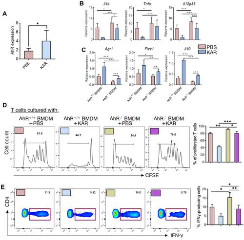 Figure 4 KAR mediates macrophage phenotype and function via aryl hydrocarbon receptor (AhR). (A) Mouse bone marrow-derived macrophages (BMDM) were generated as indicated and incubated in vitro with KAR (20 µg/mL) or PBS. AhR mRNA expression was examined using qRT-PCR. *P < 0.05, Student’s t test. (B–D) BMDM were generated from AhR+/+ or AhR−/- mice. Four groups of BMDM cultures were set up: LPS (100 ng/mL, Sigma-Aldrich, St. Louis, MO, USA)-activated AhR+/+ BMDM with PBS, LPS-activated AhR+/+ BMDM with KAR, LPS-activated AhR−/- BMDM with PBS and LPS-activated AhR−/- BMDM with KAR. After 2 days of culture, BMDM were harvested and qRT-PCR was performed to determine the expression levels of indicated genes (B and C). Four groups of BMDM were obtained as described in (B and C) and co-cultured with splenic naïve CD4+ T cells pre-labelled with carboxyfluorescein succinimidyl ester (CFSE) in the presence of anti-CD3/CD28. The ratio of T cells: BMDM was 4:1. After 5 days of co-culture, flow cytometry was performed to analyze (D) the dilution of CFSE intensity and (E) the expression of IFN-γ. (B–E) *P < 0.05, **P < 0.01, ***P < 0.001, one-way analysis of variance (ANOVA). Triplicates were carried out in each experiment. Representative results from one of three independent experiments were shown.