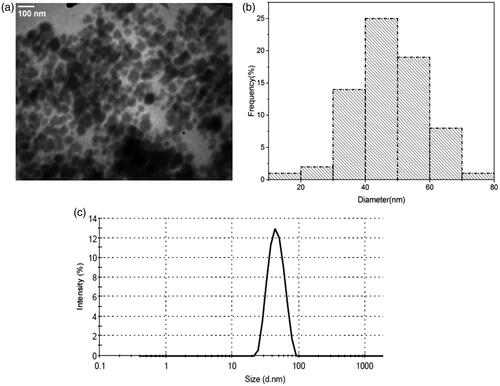 Figure 2. (a, b) TEM micrograph and corresponding size distribution histogram of the synthesized nanocomplex. (c) Hydrodynamic size distribution of the nanocomplex obtained by DLS analysis.
