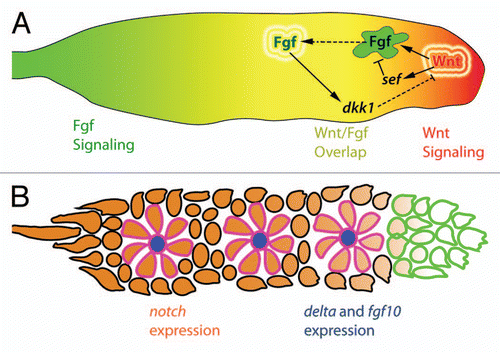 Figure 2 (A) Primordium polarity is maintained by Wnt/β-catenin signaling. The leading region expresses Wnt/β-catenin target genes (red) and the trailing region expresses Fgf target genes (green). Both signaling pathways are active in the central portion of the primordium (yellow). Wnt/β-catenin signaling dependent sef expression represses Fgf signaling in the leading region and Fgf dependent dkk1 expression represses Wnt/β-catenin signaling in the trailing region. Solid lines represent genetic interactions. Dashed lines represent diffusion of secreted factors. (B) Cells in the center of rosette shaped proneuromasts within the primordium express delta and fgf ligands (blue). The remainder of the primordium, with the exception of the leading edge expresses notch receptors (orange). Expression of delta and fgf ligands is restricted to central cells though Delta-Notch mediated lateral inhibition. Cells that constitute the leading edge progenitor pool are outlined in green. Cells in forming proneuromasts are outlined in pink.