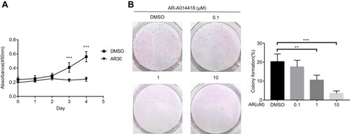Figure 3 AR-A014418 (AR) suppressed growth and survival of UM-Chor1 cells. (A) After treatment with AR (30 μM) or DMSO (as control), chordoma cell growth curves were evaluated by CCK8 assay. (B) Cells were seeded into 6-well plates at 500 cells per well in triplicate and treated with AR or DMSO (as control) for 14 days. Representative images of three independent colony formation assays are shown. The relative colony formation ratios are based on colony counting. DMSO, dimethyl sulfoxide. **p< 0.01, ***p< 0.001.