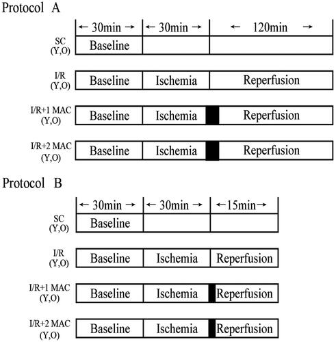 Figure 1. Experimental protocol A for the measurements of infarct size and apoptosis. Protocol B for the detection of protein phosphorylation. I/R: ischemia/reperfusion; SC: sham control; Y: young; MAC: minimum alveolar concentration; 1 MAC: 1 MAC sevoflurane postconditioning; 2 MAC: 2 MAC sevoflurane postconditioning; O: old.