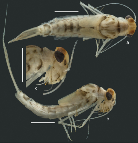 Figure 2. Larva of Centroptilum volodymyri sp. nov., Iran. (a) Body in dorsal view; (b) body in lateral view; (c) head and part of thorax in lateral view. Scale bars: 1 mm.