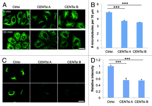 Figure 2. Centrobin-depleted cells exhibit a microtubule stability defect. (A) Control and Centrobin-depleted cells were treated with 10 μM nocodazole for 30 min and stained for α-tubulin. (B) Quantification of the average number of microtubules remaining per 10 μm after nocodazole treatment from (A). For each cell, a 10 μm line was drawn in five different positions around the cell parallel to the nearest cell membrane and the number of microtubules crossing this line counted. Twenty cells were measured for each condition, resulting in a total of 100 measurements per condition. (C) Control or Centrobin-depleted HeLa cells were stained for acetylated tubulin. (D) Quantification of relative acetylated tubulin intensity per cell from (C). For each experiment, 20 cells were measured per condition. Scale bars represent 20 μm. Error bars represent the standard error of the mean from three independent experiments. p-values are denoted as follows: ***p < 0.001.