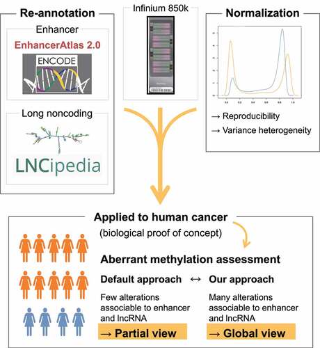 Figure 5. An updated processing approach for 850k data: Our new processing approach for 850k data, based on refined probe annotation and normalization, allows for improved analysis of DNA methylation at enhancers and long noncoding RNA genes. This approach highlights, as previously reported, aberrant enhancer methylation as a dominant feature in breast cancer. Thus, the 850k array, together with our new processing approach, allows for improved high-throughput, low-cost analysis of DNA methylation in clinical samples.