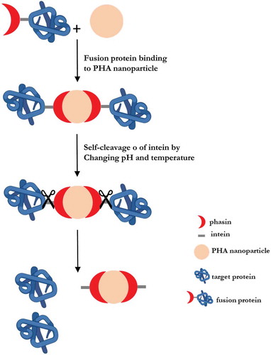 Figure 3. Dual affinity tag fusion constructs two different affinity tags are fused to target protein at the DNA level to express a fusion protein. Each fusion Construction consists of two affinity tags (at N-Terminal and C-Terminal), two specific sequences for protease cleavage and the target protein.