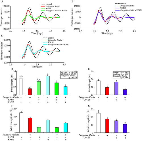 Figure 5. Effects of CaMKII and ERK 1/2 inhibition on the PER2::LUC expression rhythm of Polygalae Radix-treated MEFs. (A,C) Representative de-trended data for MEFs treated with 0.25% DMSO (control), Polygalae Radix, KN93 and KN92. (B) Representative de-trended data for MEFs treated with 0.25% DMSO (control), Polygalae Radix and U0126. (D,E) Effects of KN93, KN92 and U0126 on the rhythmic PER2::LUC expression period length of Polygalae Radix-treated MEFs; the two-way ANOVA results are shown. (F,G) Effects of KN93, KN92 and U0126 on the PER2::LUC bioluminescence amplitude of peak 1 in Polygalae Radix-treated MEFs. Data are presented as mean ± SEM (Polygalae Radix in E and G, U0126, and Polygalae Radix+U0126, n = 8; other groups, n = 4). We determined statistical values using two-way ANOVA with Tukey’s multiple comparisons test in D and E, and the Mann–Whitney test with false discovery rate (FDR) multiple testing correction in F and G. Different letters denote significant difference (p < 0.05).