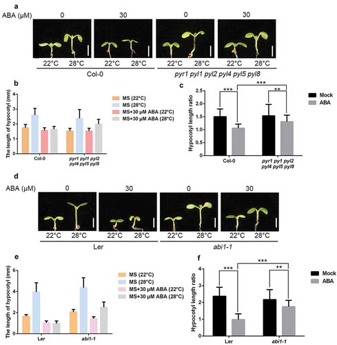 Figure 3. Hypocotyl length of core ABA signaling mutants.(a) Representative images showing hypocotyl length of Col-0 and pyr1 pyl1 pyl2 pyl4 pyl5 pyl8 mutants grown in the presence of 30 μM ABA or not at 22°C or 28°C. Scale bar = 2 mm. (b,c) Quantitative results for hypocotyl length (b) and relative hypocotyl length ratio (28°C vs 22°C) (c) as shown in (a). Values shown are means ± SD; n = 30. (d) Representative images showing hypocotyl length of Ler and abi1-1mutants grown in the presence of 30 μM ABA or not at 22°C or 28°C. Scale bar = 2 mm. (e,f) Quantitative results for hypocotyl length (e) and relative hypocotyl length ratio (28°C vs 22°C) (f) as shown in (d). Means ± SD; n = 30.