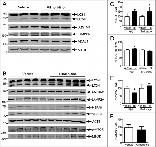 Figure 5. Rilmenidine treatment stimulates MTOR-independent macroautophagy and mitophagy in motor neurons of SOD1G93A mice. (A) Immunoblot analysis of macroautophagy and CMA markers in lumbar spinal cords from vehicle- or rilmenidine-treated SOD1G93A mice at 90 days of age. Quantification of (C) LC3-II, (D) SQSTM1 and (E) VDAC1 protein levels from immunoblots normalized to vehicle group. (B) Immunoblot analysis of autophagy markers and phosphorylated (p-MTOR) and total MTOR levels in spinal cords from vehicle- or rilmenidine-treated SOD1G93A mice at end stage. Quantification of (C) LC3-II, (D) SQSTM1 and (E) VDAC1 protein levels and (F) p-MTOR:MTOR ratio from immunoblots normalized to vehicle group. Data represent mean ± SD, n = 3-5 mice, *p<0.05 compared to vehicle-treated mice using an unpaired t-test.