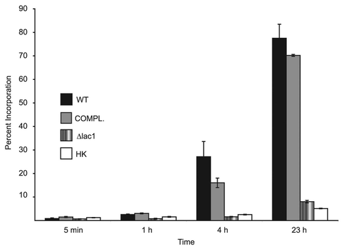Figure 5 Incorporation of L-DOPA by cells. Assays were performed as described in the Methods and the percentage of L-DOPA incorporated calculated at indicated time intervals. Strains used were JEC 21 (WT), 2E-TU (Δlac1), 2E-TUC (COMPL.) and heated killed JEC 21 (HK).