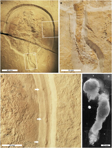 Fig. 1. Examined Tachypleus syriacus with a cololite transitioning to a coprolite and modern xiphosurid scat. A, Complete specimen, AMNH-IF 141422. B, Close up of cololite transitioning to coprolite. C, Close up of prosomal border showing nodules (white arrows). D, Example of modern xiphosurid scat, morphologically comparable to observed coprolite.