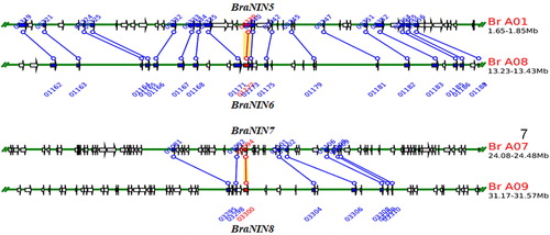 Figure 2. Synteny analysis of BraNIN genes revealed two segmental duplicated pairs. Paralogous gene pairs were generated using the Plant Genome Duplication Database. Blue lines indicate the other anchor gene in the region, and a red line represents the query locus.