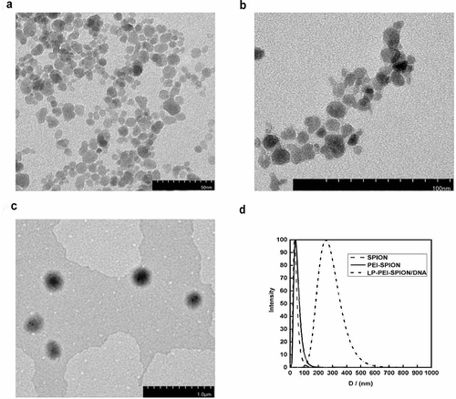 Figure 2. Characterization of PEI-SPION. (a) TEM image of SPION. (b) TEM image of PEI-SPION. (c) TEM image of LP-PEI-SPION/DNA. (d) Size distribution study of SPION, PEI-SPION and LP-PEI-SPION/DNA.