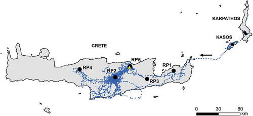 Figure 2. Movements of a hybrid Red Kite × Black Kite (OT005) during the wintering period on Crete. RP, roosting places (black circles), location of death (yellow triangle) and GPS locations of OT005 (blue circles) at 10 minute intervals. OT005 arrived from Kasos on 3 October 2019 and spent 157 days on Crete before its death on 6 March 2020.