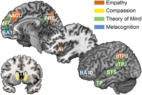 Figure 2. Schematic of the neural networks supporting empathy, compassion, ToM, and metacognition. Anterior cingulate cortex (ACC), anterior insula (AI), Brodmann area 10 (BA10), dorsal/ventral temporoparietal junction (d/vTPJ), medial frontal cortex (MFC), precuneus/posterior cingulate cortex (PRE), striatum (STR), superior temporal sulcus (STS), and temporal poles (TP). Adapted from Kanske, Böckler, and Singer (Citation2017).