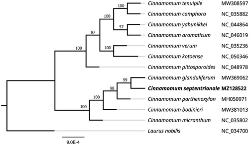 Figure 1. Maximum likelihood phylogenetic tree of Cinnamomum septentrionale and other related species based on the complete chloroplast genome sequence.