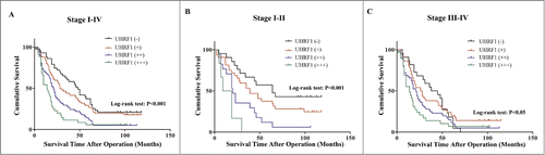 Figure 1. Kaplan–Meier survival curves of GC patients with different level of UHRF1 expression stratified by the TNM stage of the tumor (log-rank test). (A) Correlation of UHRF1 expression with overall survival (cum survival) in all stages. (B) Correlation of UHRF1 expression with overall survival in Stage I–II. (C) Correlation of UHRF1 expression with overall survival in Stage III–IV.