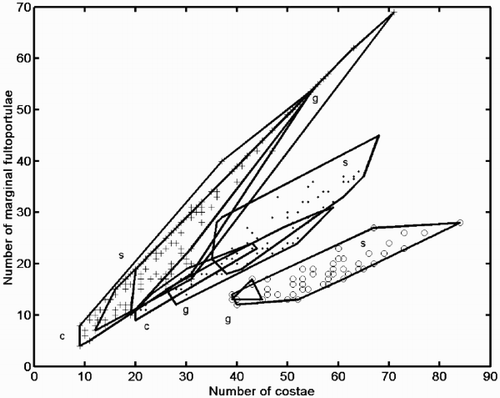 Fig. 27. Scatter plot of number of costae (NC) against number of marginal fultoportulae (MFP). Group outliers are connected by lines. (+ = C. meneghiniana, = ‘ambiguous’ morph of C. scaldensis, ○ = ‘extreme’ morph of C. scaldensis. c = cultures, g = field samples from the River Geeste, s = field samples from the river Schelde.)
