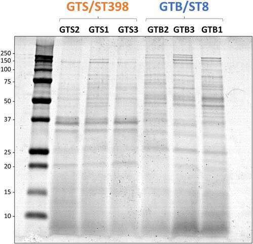Figure 2. SDS-PAGE profile of the proteins secreted in brain-heart infusion (BHI) broth by the six Staphylococcus aureus strains evaluated in this study. The GT/ST is indicated above the name of respective S. aureus strains. Protein load is 10 µg per lane.