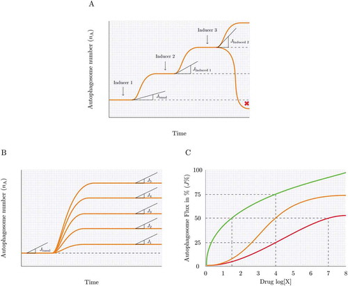 Figure 3. Measuring autophagy induction. (A) How high is high enough? Many autophagy inducers exist and may be drug-, diet- or lifestyle-derived, incrementally (Jinduced1 and Jinduced2) inducing autophagy above baseline levels (Jbasal) upon repeated exposure. Plotting this sequential enhancement of autophagosome flux may indicate the maximal achievable autophagosome flux for the cellular system and the flux that is most favorable for a given therapeutic intervention. (B) How good is the inducer? A most sensitive assessment of autophagy inducers is required that allows concentration-dependent titration of autophagosome flux and selection of the most suitable concentration to achieve a desirable flux induction above reduced or pathological autophagy activity. (C) Matching drug concentration with flux response. What drug concentration is required to achieve, for example, a 10% increase in autophagosome flux? The cartoon is depicting 3 distinct autophagy inducers and the concentration that leads to a 25, 50 and 75% increase in autophagosome flux.