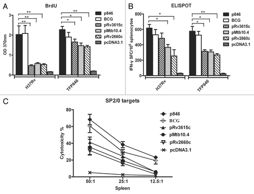 Figure 4.M. tuberculosis specific cellular responses induced by p846 and its individual antigen vaccine immunization. Two weeks after the last immunization, splenocytes were harvested and stimulated with TFP846 protein or inactivated H37Rv in vitro. (A) Lymphocyte proliferation was measured by BrdU assay. (B) Frequency of IFN-γ-secreting cells in the spleens of mice was measured by ELISPOT assay. (C) M. tuberculosis-specific CTL activity was evaluated by lactate dehydrogenase assay. The effector /target cell ratio was between 50:1 and 12.5:1. Data in the graph are from one representative experiment of three independent experiments performed. Error bars represent the means plus standard deviations (n = 6). Values that are statistically significantly different are indicated by *P < 0.05, **P < 0.01.