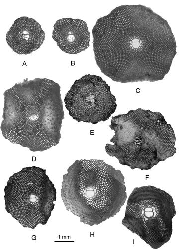 Figure 21. A–G, Lepidocyclina macdonaldi Cushman. Equatorial sections of megalospheric individuals. A, 98LC-1(640); B, 98LC-1(642); C, 98LC-1(616); D, 98LC-1(617); E, CA-215 (66); F, CA-215 (74); G, LM-23 (429); H, I, Lepidocyclina ariana Cole & Ponton. Equatorial sections of megalospheric individuals; H, LM-23(431); I, LM-23 (433). Loma Candela Formation (98LC-1), Arroyo Blanco Formation (CA-215) and Hatillo Formation (LM-23).