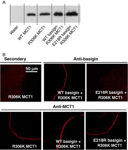 Figure 6.  R306K-MCT1 is expressed at the plasma membrane of Xenopus oocytes but is inactive. Details are as given for Figure 4. Transport measurements are not shown because R306K-MCT1 failed to elicit any lactate transport whether or not WT- or E218R-basigin cRNA was co-injected. This Figure is reproduced in colour in Molecular Membrane Biology online.