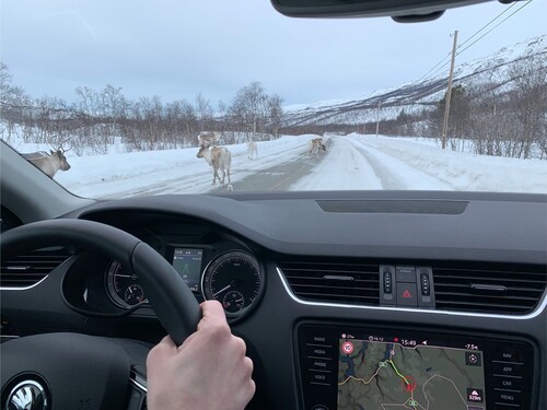 Figure 2. Reindeer emerging on the road. (© The authors under a CC BY 4.0 license.).