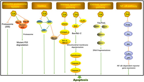 Figure 3 Anti-apoptosis activities of GA.
